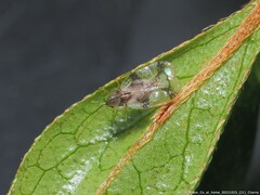 Stephanitis pyrioides