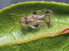 Stephanitis pyrioides