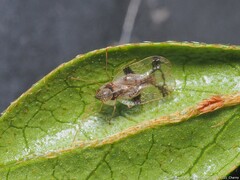 Stephanitis pyrioides