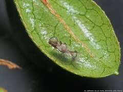 Stephanitis pyrioides