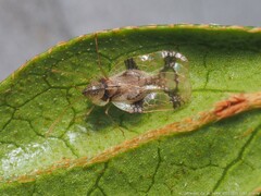 Stephanitis pyrioides