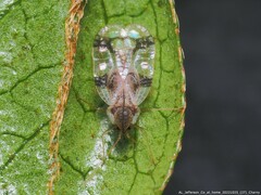 Stephanitis pyrioides