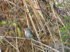 Euscarthmus meloryphus