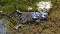 Sclerophrys garmani