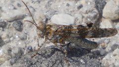 Oedipoda coerulea