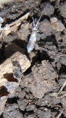 Lepidocyrtus paradoxus