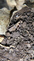 Lepidocyrtus paradoxus