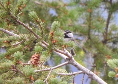 Poecile gambeli abbreviatus