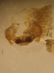 Walckenaeria vigilax