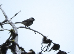 Poecile gambeli abbreviatus
