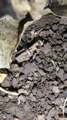 Lepidocyrtus paradoxus