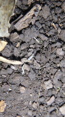 Lepidocyrtus paradoxus