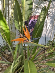 Strelitzia