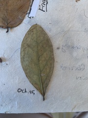 Sideroxylon lanuginosum