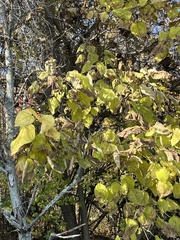 Catalpa bignonioides