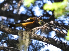 Coccothraustes vespertinus brooksi