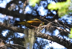 Coccothraustes vespertinus brooksi