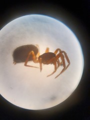 Walckenaeria vigilax