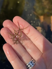 Najas minor