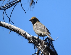 Pinicola enucleator