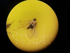 Elaphropeza ephippiata