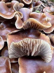Psilocybe cyanescens
