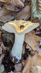 Russula ochroleuca
