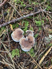 Phellodon tomentosus