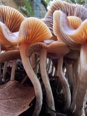 Psilocybe cyanescens
