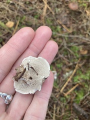 Phellodon tomentosus