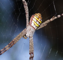 Argiope picta