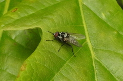 Anthomyia procellaris