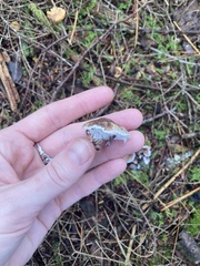 Phellodon tomentosus