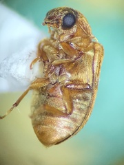 Byturus unicolor