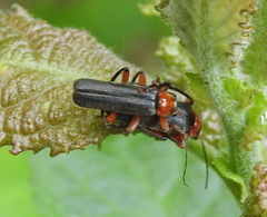 Cantharis pellucida