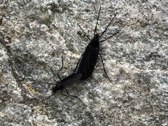 Penthetria heteroptera