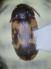 Mycetophagus