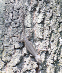 Sceloporus grammicus
