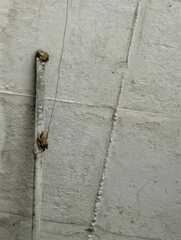 Gastrotheca riobambae