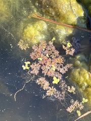 Azolla caroliniana