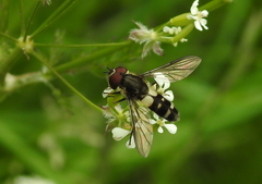 Leucozona laternaria