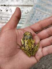 Gastrotheca riobambae