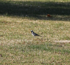 Motacilla alba alba