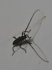 Xystrocera erosa