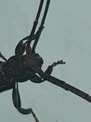 Xystrocera erosa