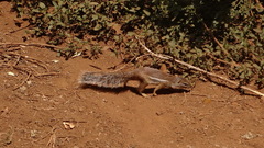 Euxerus erythropus