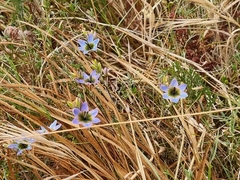 Ixia monadelpha