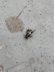 Nicrophorus orbicollis