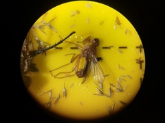 Norellisoma spinimanum