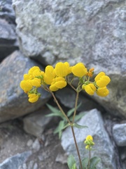 Calceolaria corymbosa